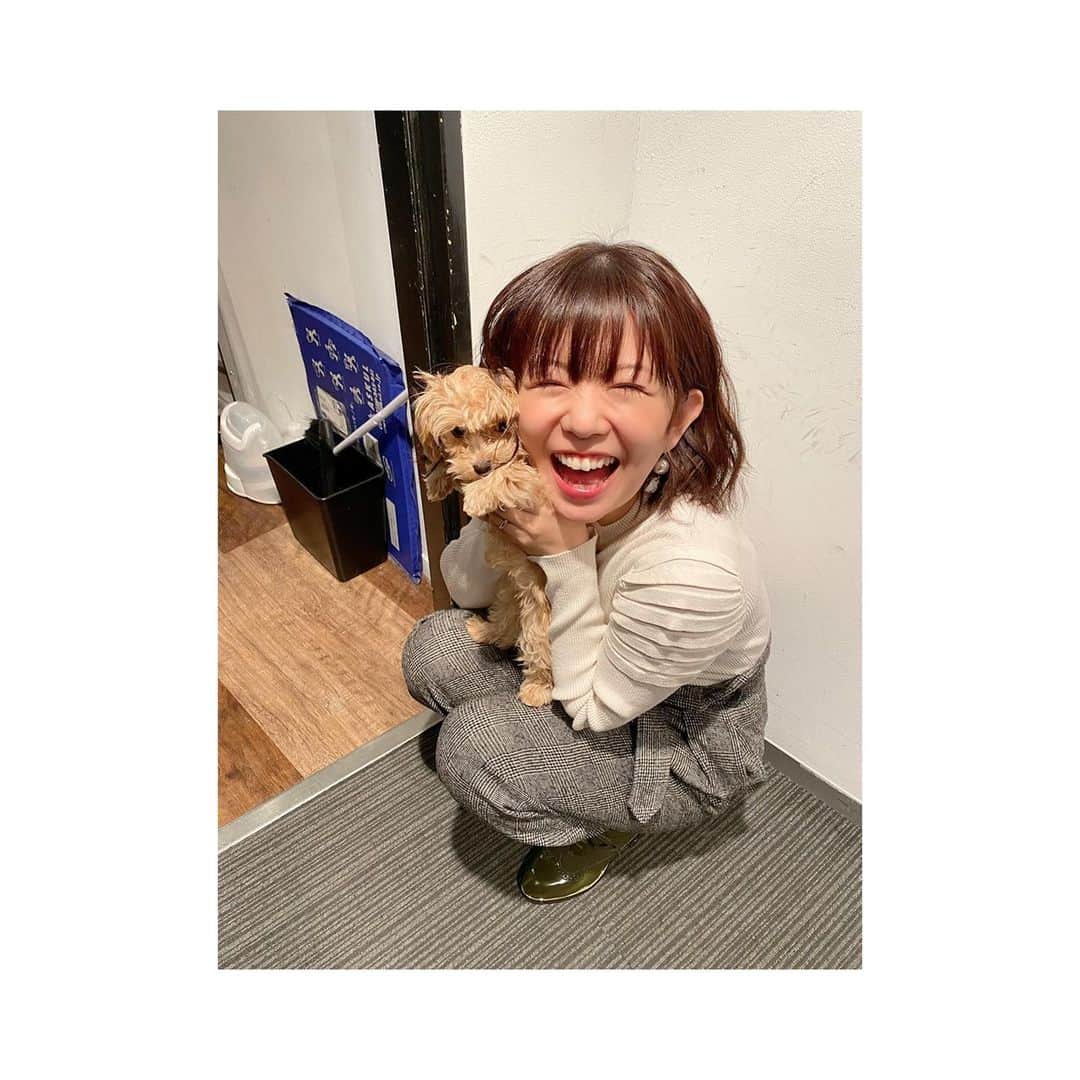 牧野由依のインスタグラム：「これは 浮気になりますでしょうか？🤔✨✨  お世話になったスタジオさんにいたワンちゃん❤️  #可愛いが過ぎて #かわいすぎた  #語彙力崩壊  #たしか #マルプー  #でれでれ」