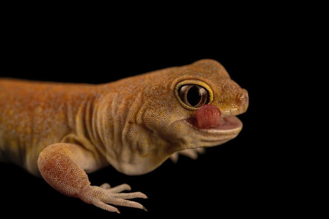 Joel Sartoreさんのインスタグラム写真 - (Joel SartoreInstagram)「The Koch’s barking gecko may not have a powerful bite, but it is known for its loud bark. This call is most often employed by “watchers”, members of the gecko colony that are constantly on the lookout for potential threats. If something seems off, the watchers will immediately begin to vocalize, signaling to the other geckos that they should retreat to the safety of their burrows until the threat passes.Photo taken with a @nikonusa D4. #gecko #barking #tongue #cute #reptile #watcher #bark #NikonAmbassador #PhotoArk #savetogether」12月15日 20時29分 - joelsartore