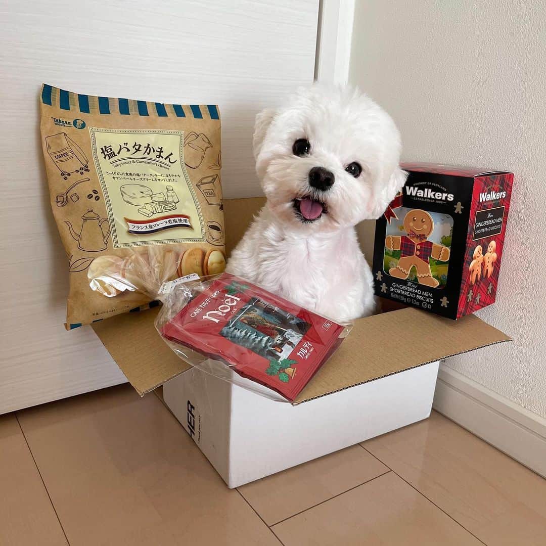 セロリのインスタグラム：「【油断も隙もない】 お友達から素敵な贈り物が届きました。 食べるの勿体ないなぁ。。。 「大切にクリスマスまで置いておこうっと」と思った矢先。 しかも、奥さんの大好きなジンジャーマン型のショートブレッドが・・・😳😳😳 #maltese #マルチーズ #walkers #ジンジャーマン #ショートブレッド #油断も隙もない #malteseofinstagram #maltese101 #malteser #malteseofficial #maltesedog #dog #instadog #dogstagram #dogoftheday #doglovers #instapet #adorable #ilovemydog  #ペット #わんこ #ふわもこ部 #犬のいる暮らし #いぬら部  #いぬすたぐらむ #イッヌ」