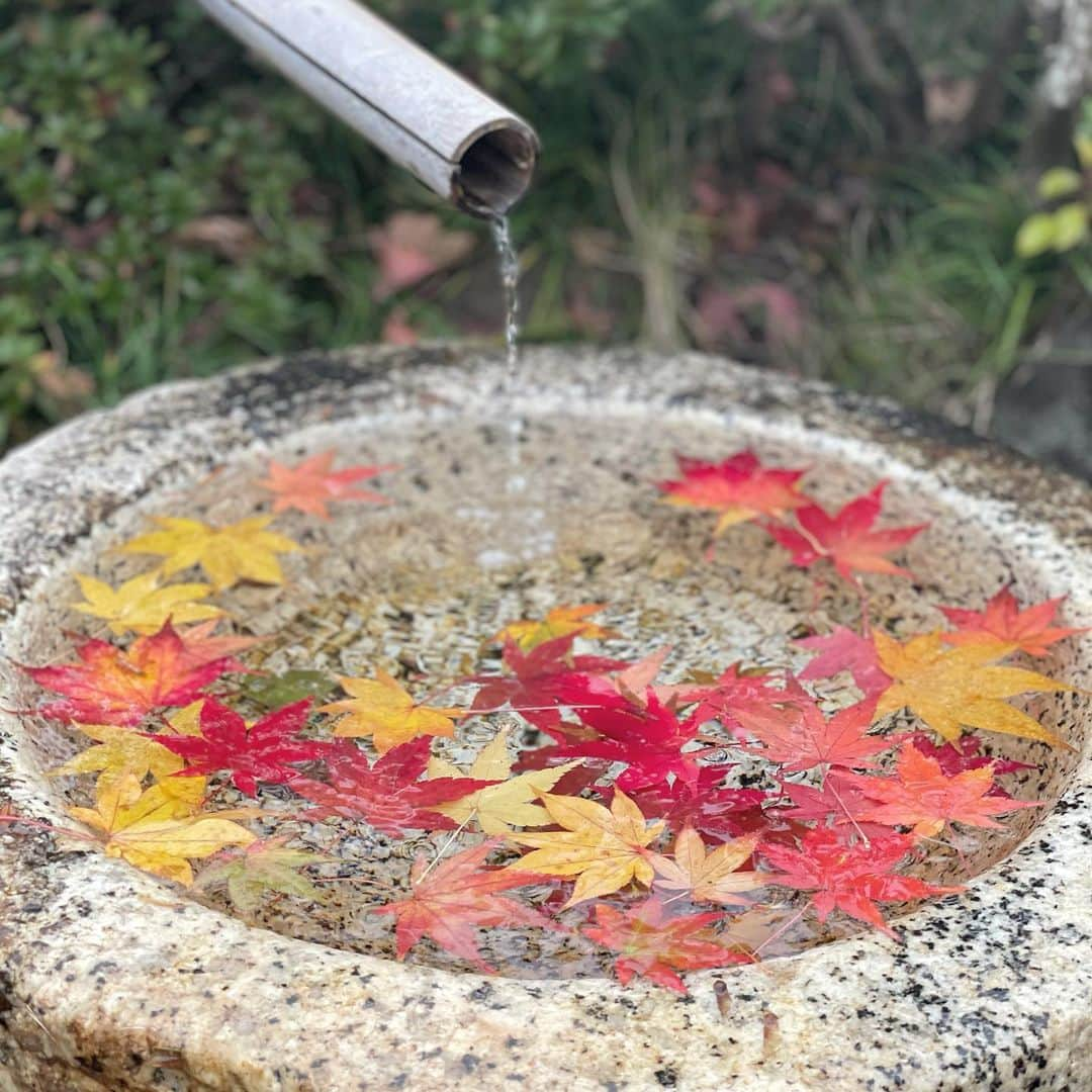 英里子のインスタグラム：「🍁🍂🎋」