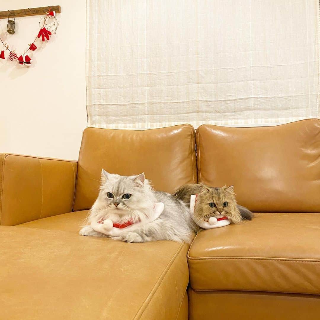 兄弟猫と私と夫の2トムのまいにちさんのインスタグラム写真 - (兄弟猫と私と夫の2トムのまいにちInstagram)「まもなく、クリスマス 真っ赤なお鼻のあいつと 今年はzoomで打ち合わせ  cat#cats#pet#catsofinstagram#catstagram#catstagram_japan#instacat#cutecat#cutepetclub#bestcats#world_kawaii_cat#catoftheday#meow#bestmeow#TheDailyKitten#ねこ#ネコ#猫#ねこ部#ふわもこ部#pecoねこ部#みんねこ#チンチラ#チンチラゴールデン#チンチラシルバー#ペルシャ#みぃ豆#ふぅ豆」12月15日 21時26分 - maamiff