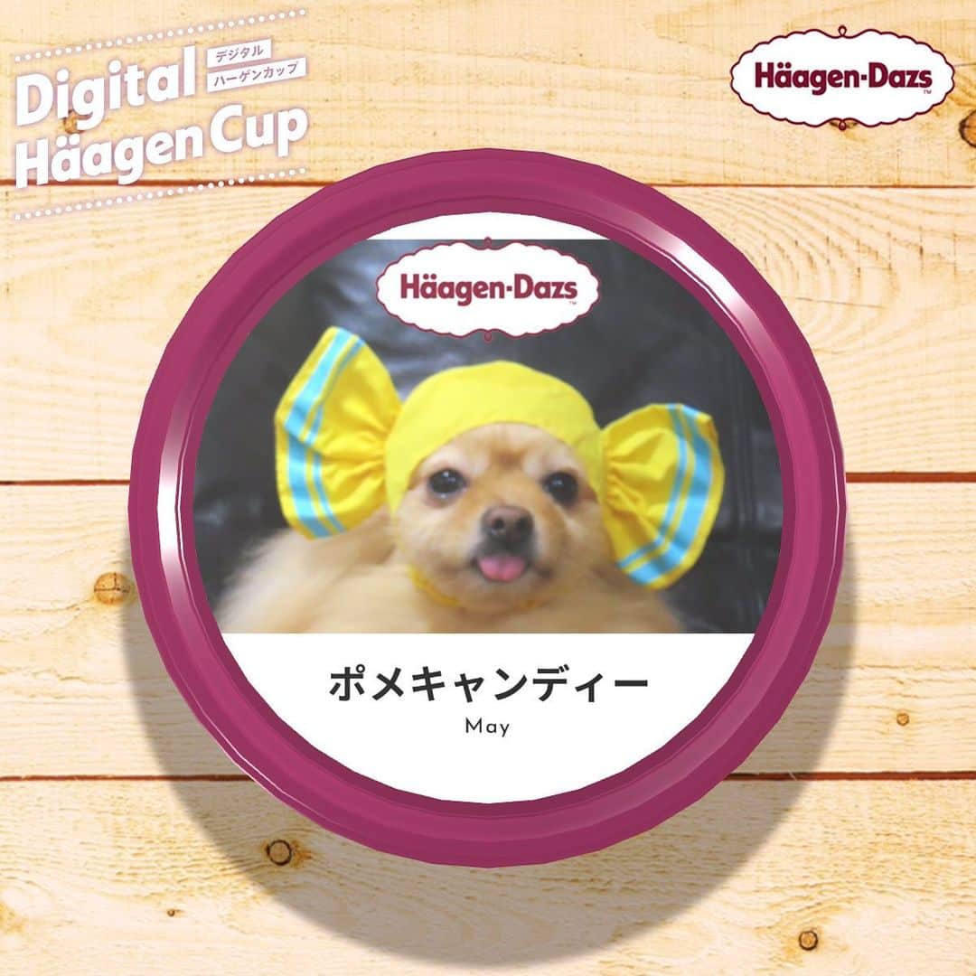 Hanaのインスタグラム：「甘そうに見えて実は 酸っぱいポメキャンディー味 * #デジタルハーゲンカップ #haggendazs #アイス#icecream #candy  #新作#期間限定 * * ブログ更新しました♪ http://kedamakyoudai.blog.jp/ #Pomeranian#pom#pompom#pomstagram#pets#dogs#doglover#dogsofinstagram#dogstagram#Japan#Kawaii#fluffydog#ポメラニアン#犬#いぬら部#もふもふ#cute#cutedog#funny#funnydog#いぬのきもち#デジタルハーゲンカップ#ライブドアインスタブロガー」