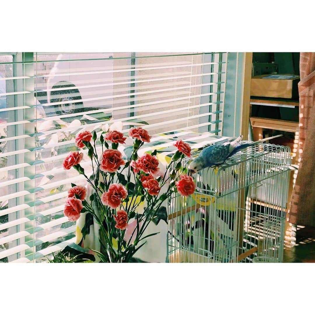雪浦聖子さんのインスタグラム写真 - (雪浦聖子Instagram)「果物や野菜より花や観葉植物が好きで、おっとりしてるように見えて度胸があってどこにでもとまる。 私にとって世界一かわいい鳥。」12月15日 21時53分 - sneeuw_y