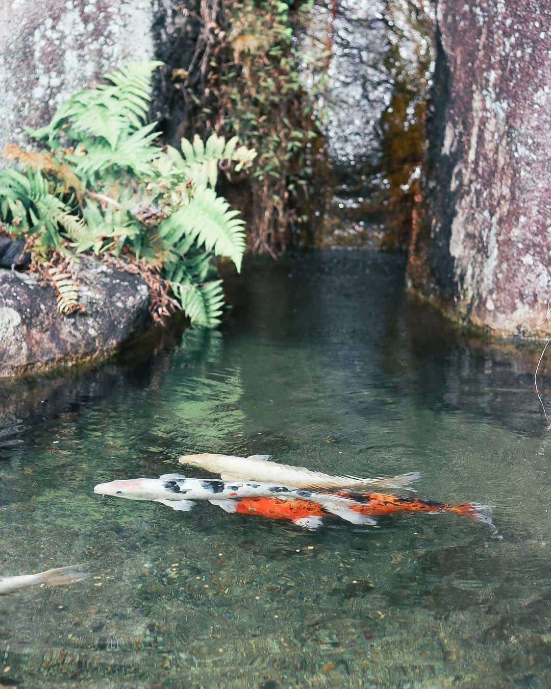 吉松育美さんのインスタグラム写真 - (吉松育美Instagram)「Japanese Koi rest during the winter and don't need to be fed until March!🤗✨ . 鯉さんも冬は冬眠するそう... だから餌も与えないんだとか🤔 . そう言われたら見に行きたくなって様子をよく伺いにいく私です🤣また春にね〜🤗👋👋 . . . #japanesekoi #koipond #koifish #japanesegarden #zengarden #鯉 #鯉の池 #日本庭園 #錦鯉 #日本 #日本文化」12月15日 22時08分 - ikumiyoshimatsu