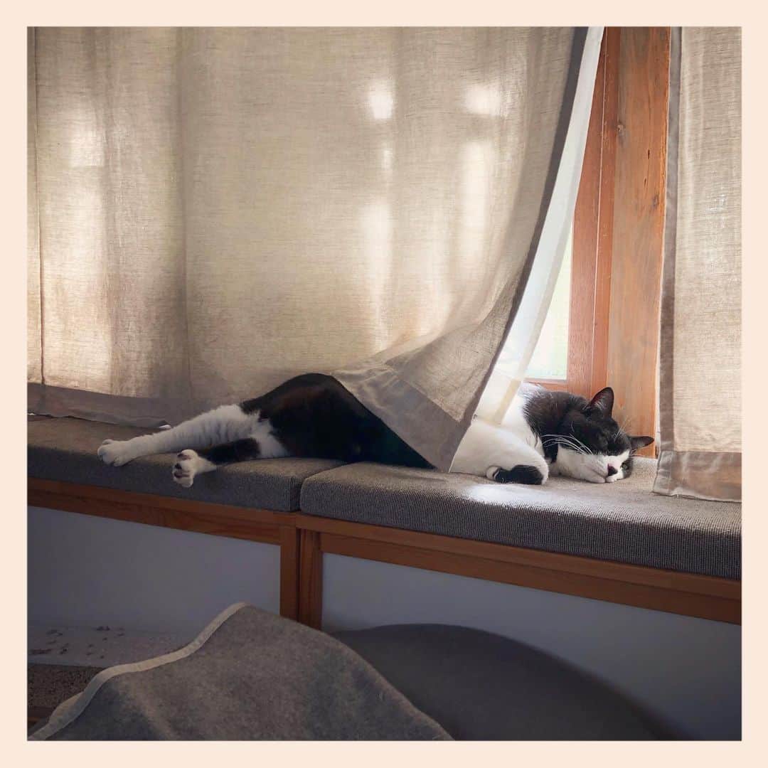 のインスタグラム：「#元保護猫 #ハチワレ #白黒猫 #blackandwhitecat #tuxedocat」