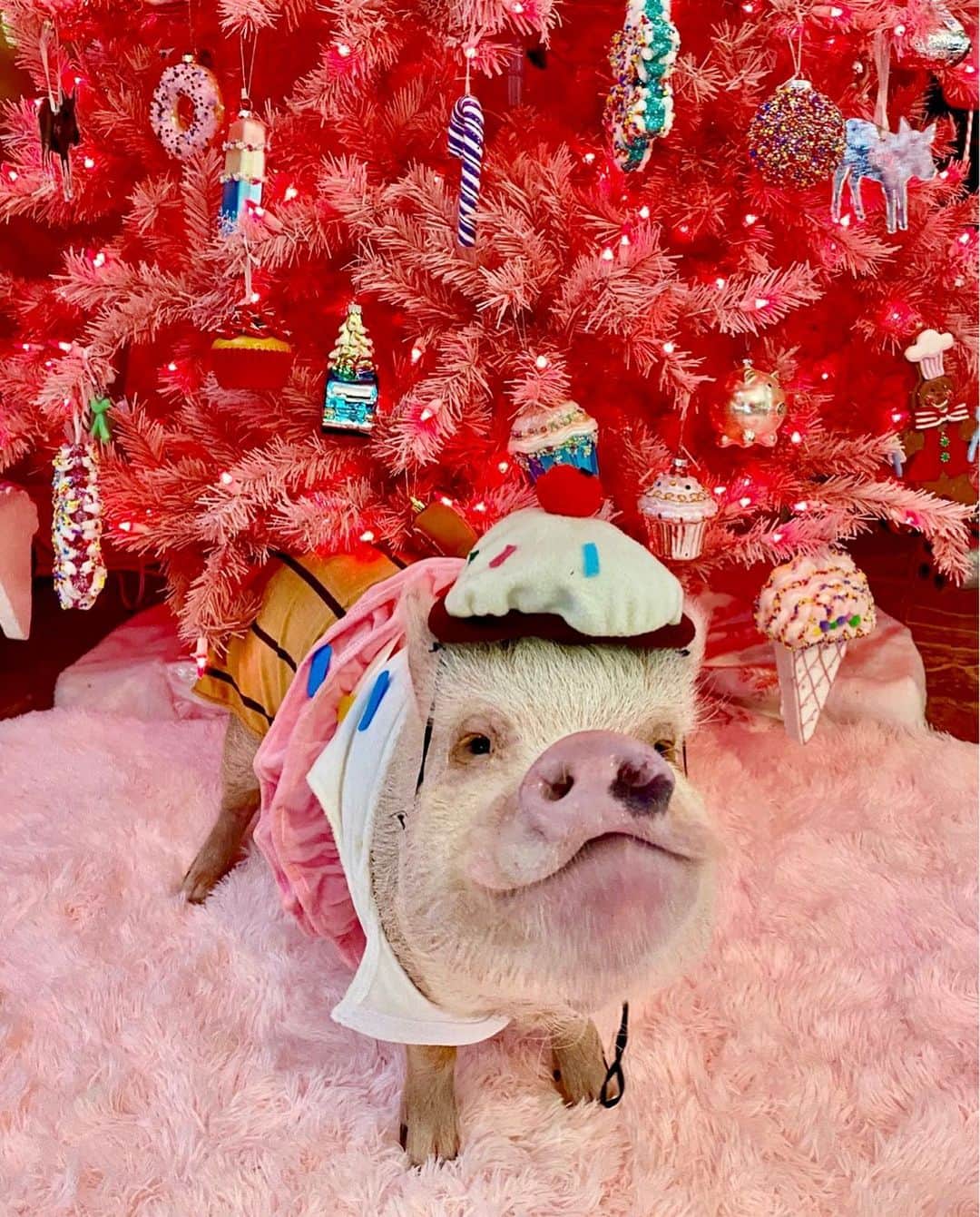 Priscilla and Poppletonさんのインスタグラム写真 - (Priscilla and PoppletonInstagram)「Happy #NationalCupcakeDay from Cupcake Posey! We have a big piggy pink tree this year that is covered with pig and food ornaments. It’s the best tree ever! Can you find the three cupcake ornaments in this pigture? 🐷🎄🧁#cupcake #posingposey #pinkchristmastree #PrissyandPop」12月15日 22時12分 - prissy_pig