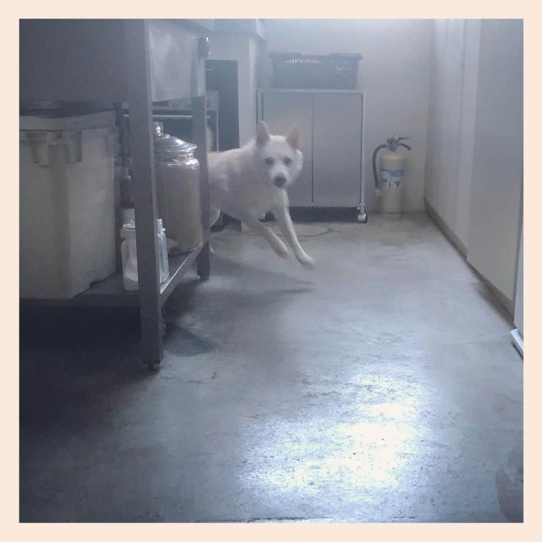 のインスタグラム：「かるめに3周💨💨💨  #元保護犬 #雑種犬 #crossbreed #mixdog #キップル14歳 #走る犬」