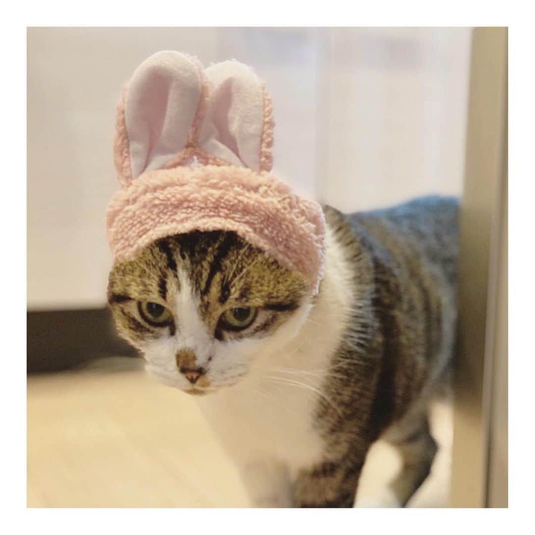 こむぎのインスタグラム：「* 昨日はしおくんの通院日で里親さんに付き添ってきました〜🤗 血液検査が安定してきていたしおくん。 最近はご飯もモリモリ食べれるようになり、体重も5.08キロに！5キロ台に戻りました〜👏✨ 以前は何のご飯なら食べれるか里親さんも四苦八苦していましたが、最近は療法食をしっかり食べてくれるようになったそうですーーなんていい子😭  腎臓のサイズは前回とほぼ変わらず。 通常サイズより大きいものの、入院した時のサイズよりは小さく、投薬なしでこの大きさでとどまっている感じです🙏🏻 次回はもう少し期間をあけて3ヶ月後に受診することになりました。 すっきり完治！とまではいかないものの、あの入院した時から考えるとかなりの回復力だと思います😭 しっかりたくさん食べて、このままビッグボーイまっしぐらかな💪✨ このまま元気にクリスマス、お正月を過ごしてまた春前に受診だね☺️ しおくんの応援本当にありがとうございます🙏🏻 普段の様子は里親さんのインスタまで🤗→ @siokujira.com925   1枚目の写真はずっと以前にアップしてくださっていたうさぎしおです🐰  以前体調崩していた頃は里親さんに甘えてベッタリでしたが、最近は元気になって甘えてくれなくなってきたそうです〜😂 嬉しいやら寂しいやら😂 しおくんが元気ならそれが1番だけどね🤗  元気にしお、くじら、こむぎくんの3ニャンとご家族とみんな一緒に年末と新年のお迎えを過ごすことが出来そうで嬉しいな☺️  あ！しおくんようやく延期になっていた3種混合ワクチンも完了しました✨ しおくん頑張りました〜👏✨ #岐阜多頭崩壊レスキュー  あああ！そして明日は予定ではくまおを現場から脱出させるつもりでしたが雪がどうなるか！😭 路面の状況によっては延期になっちゃうかなぁ💦 寒くなってきたのでなんとか早くみんな出してあげたいなぁ…😭💦」