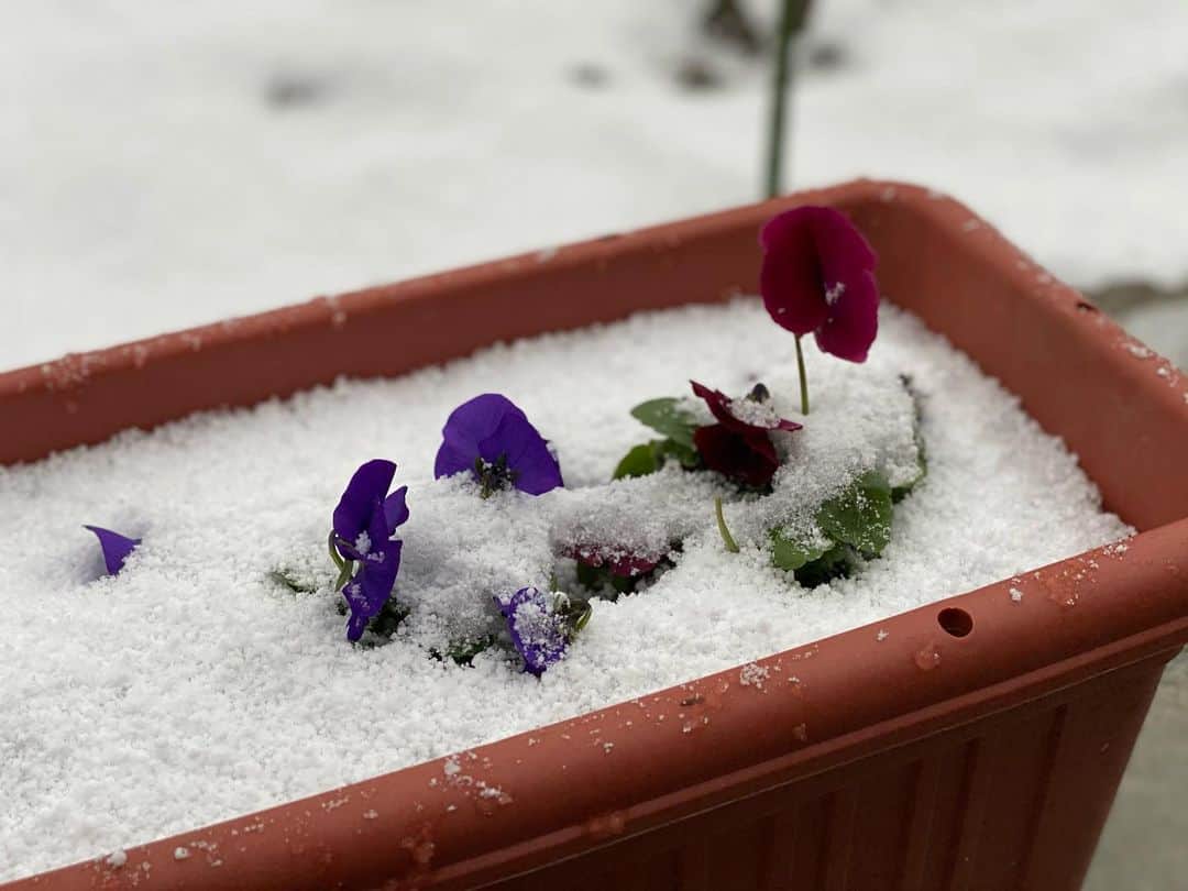 海津ゆうこさんのインスタグラム写真 - (海津ゆうこInstagram)「思ったよりも積もらなかった新発田。 中越、上越の雪量と比べると降ったというのが申し訳ないくらいです。  寒い時は寝るに限る！というわけで、帰ってきたらドラえもんを掛けられてました。 いい夢見てたのかな〜  #雪景色#雪国#初雪#winter#ポメラニアン#pomeranian #pomestagram #instadog #うちのワンコ#おじいちゃん犬#instagood #instalike #instalife #instadaily #instapic #イッヌ」12月15日 22時35分 - yuco310