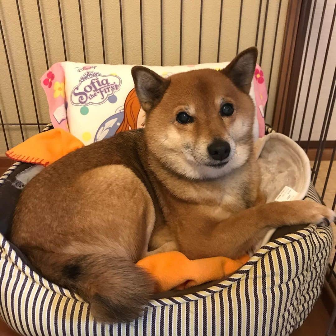 柴犬はなこ Shibainu Hanakoのインスタグラム：「はなこ様専用ベッド🛌 ソフィアの枕は娘ちゃんのお下がりです😪 #shiba #dog #shibainu #犬 #柴犬  寝てることが多くなったなぁ」