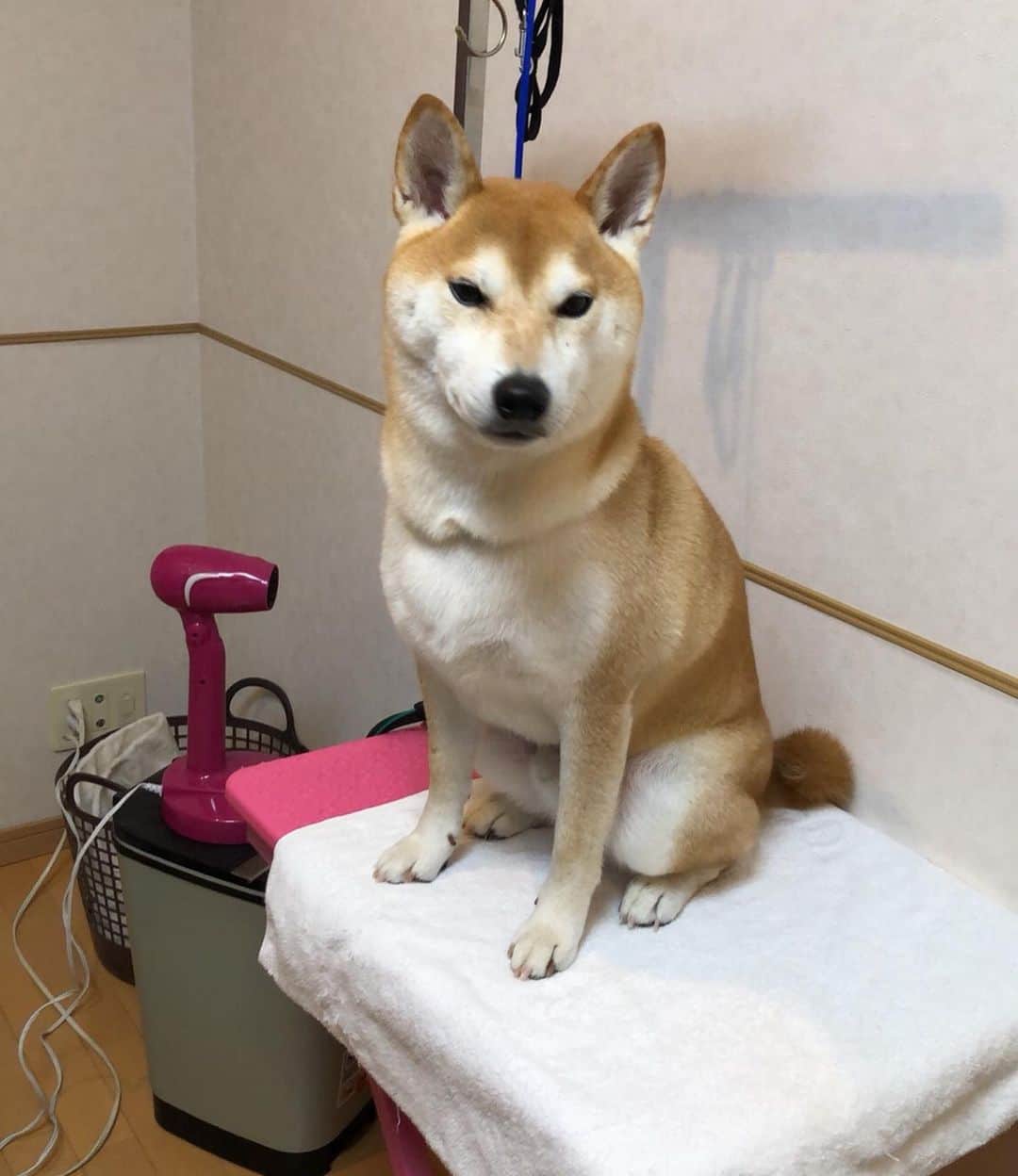 高橋みゆきのインスタグラム：「クラ吉君🐶シャンプーして🧴お手入れしてもらいました✨✨毛が抜けてひとまわり小さくなったような😁 #クラ吉 #かんもうき #スッキリしたね #イケメン💘」
