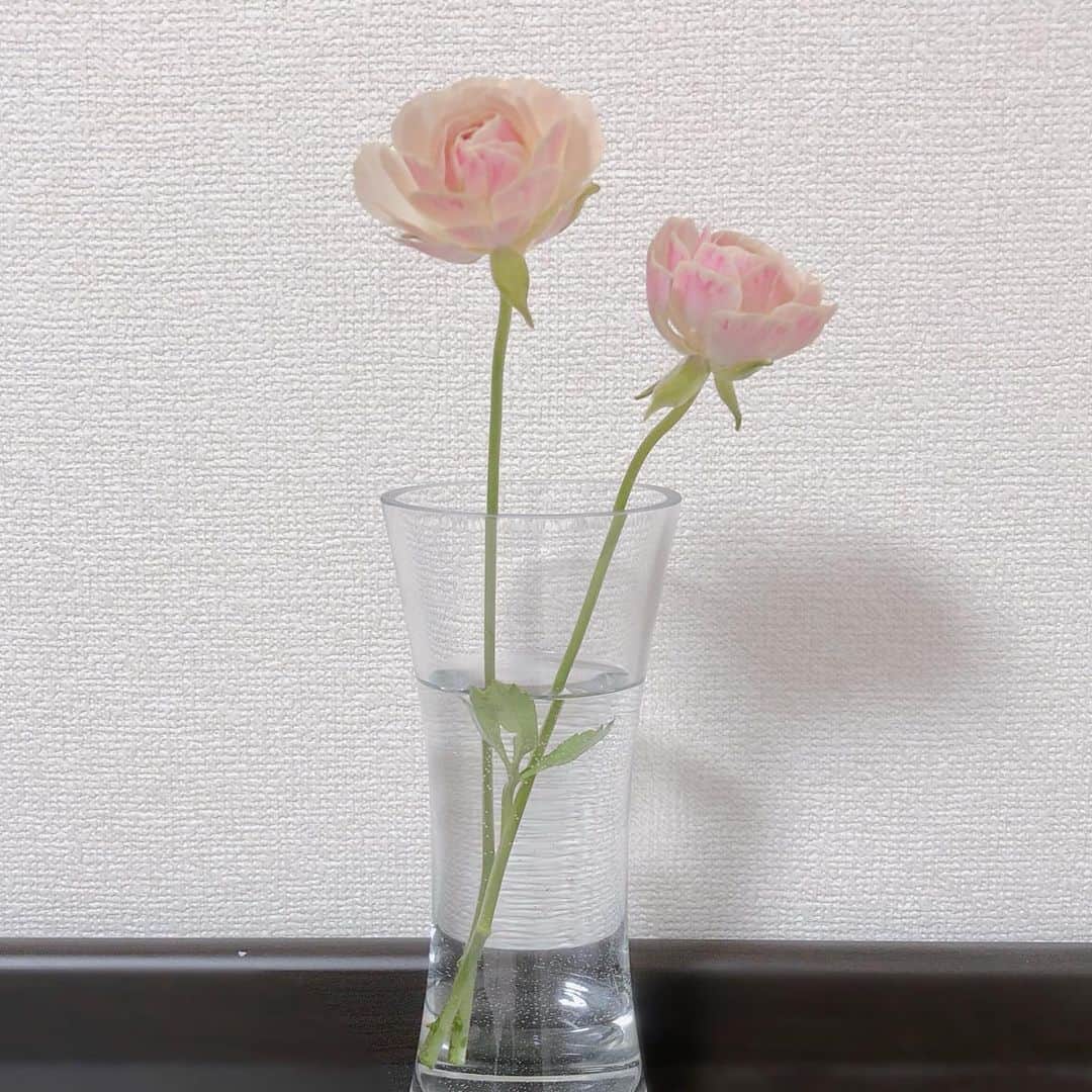 綱島恵里香のインスタグラム：「. . 素敵なお花屋さんに行ったらどうぞって2輪頂きました💐 蕾だったけど今日咲きました✧˖°⌖꙳ とっても可愛い。癒されます。 . .」