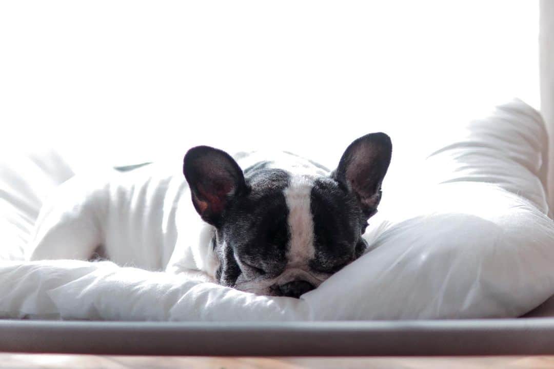 French Bulldog Lifeさんのインスタグラム写真 - (French Bulldog LifeInstagram)「フレンピーだよ🐶みんな、おやすみ〜イイ夢見てね！ * #昼間の写真で #フレブルライフ」12月15日 23時03分 - french.bulldog.life