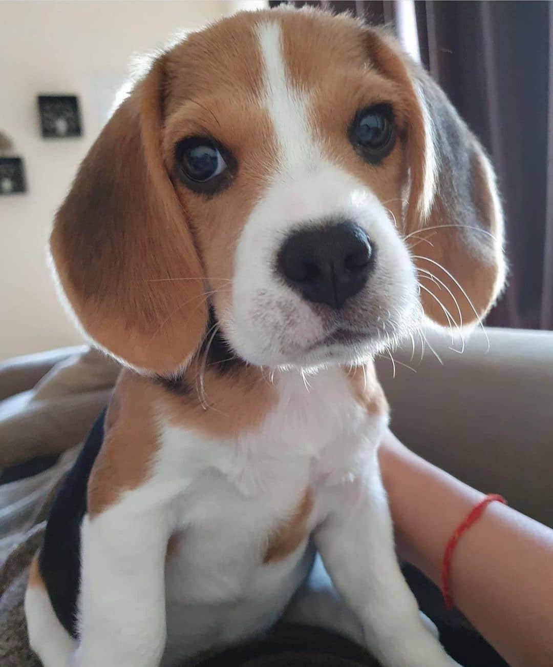 のインスタグラム：「Tag your friends By @gigi_girl_thebeagle」