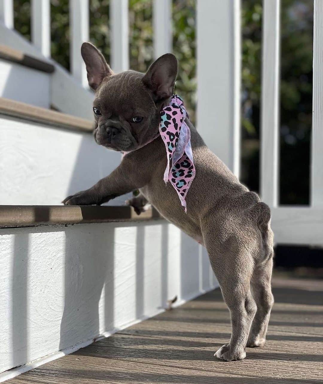 Regeneratti&Oliveira Kennelのインスタグラム：「Mummy, are you sure this angle ok? 🥺 @little_miss_muffin_frenchie 💖 . . . . Shop  @frenchie_bulldog ⚡️THE COOLEST⚡️ swag for your pup! 🎁 Get 10% off  with code jmarcoz10 🐾  . . #frenchbulldog #frenchie #frenchiesofinstagram #frenchies #frenchielove #frenchbulldogs #frenchieoftheday #frenchbully #frenchiesociety #instafrenchie #frenchbulldogsofinstagram #frenchielife #frenchies1 #frenchbulldogpuppy #frenchiesofig #woofwoof #frenchielovers #dailyfrenchie #frenchiegram #ilovemyfrenchie #bulldoglove #bulldog #bulldogsofinstagram #cute  #bark  #pupiesofinstagram #puppy」
