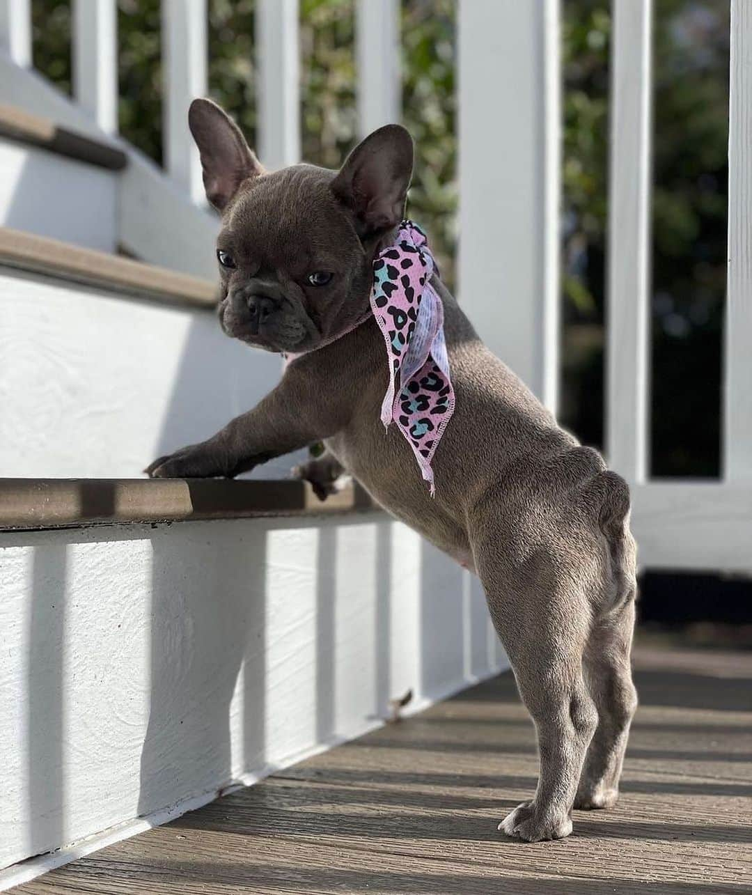 Regeneratti&Oliveira Kennelさんのインスタグラム写真 - (Regeneratti&Oliveira KennelInstagram)「Mummy, are you sure this angle ok? 🥺 @little_miss_muffin_frenchie 💖 . . . . Shop  @frenchie_bulldog ⚡️THE COOLEST⚡️ swag for your pup! 🎁 Get 10% off  with code jmarcoz10 🐾  . . #frenchbulldog #frenchie #frenchiesofinstagram #frenchies #frenchielove #frenchbulldogs #frenchieoftheday #frenchbully #frenchiesociety #instafrenchie #frenchbulldogsofinstagram #frenchielife #frenchies1 #frenchbulldogpuppy #frenchiesofig #woofwoof #frenchielovers #dailyfrenchie #frenchiegram #ilovemyfrenchie #bulldoglove #bulldog #bulldogsofinstagram #cute  #bark  #pupiesofinstagram #puppy」12月15日 23時44分 - jmarcoz