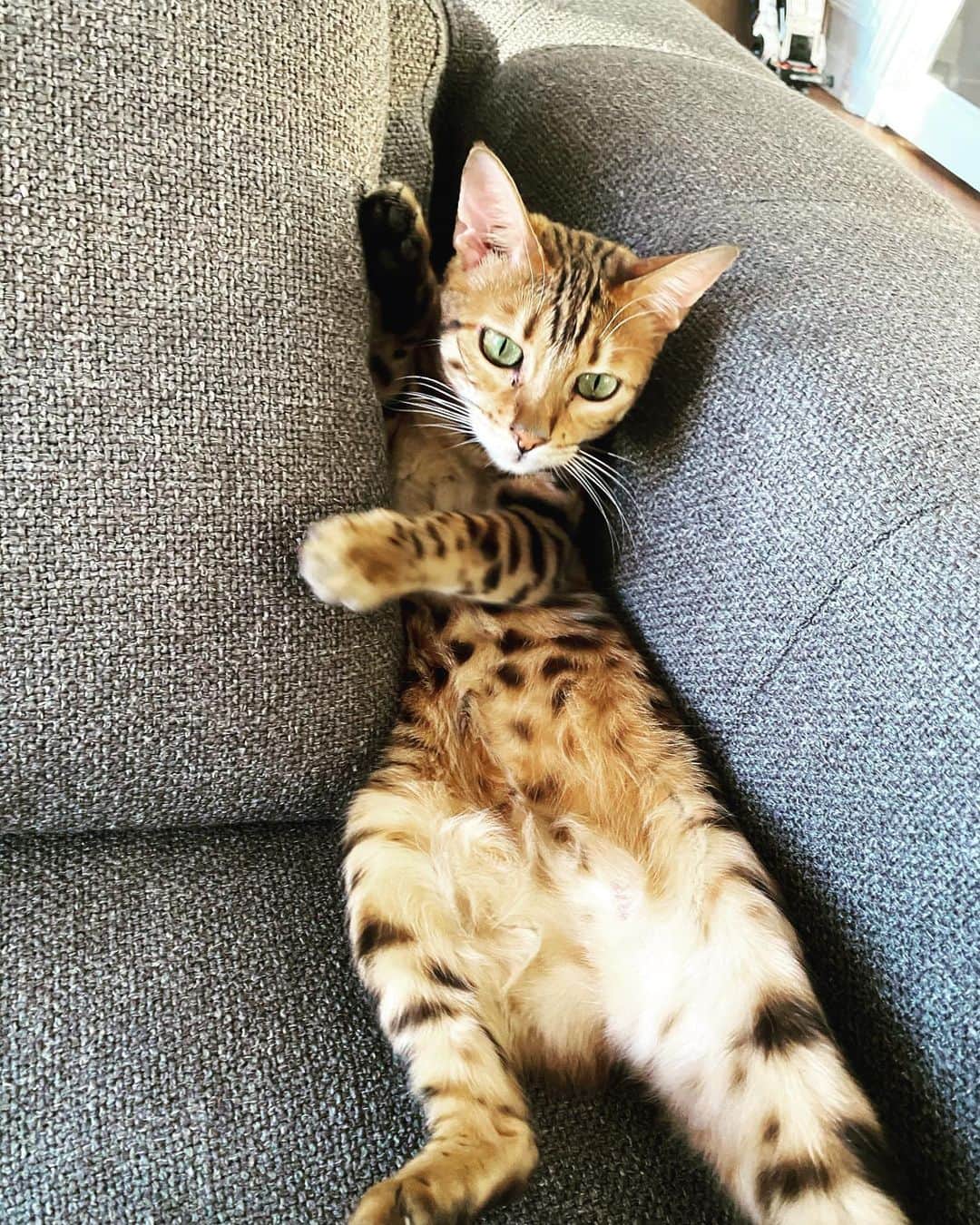 ジャン＝エリック・ベルニュのインスタグラム：「I come back and find my cat in the sofa in this position 😳😻」