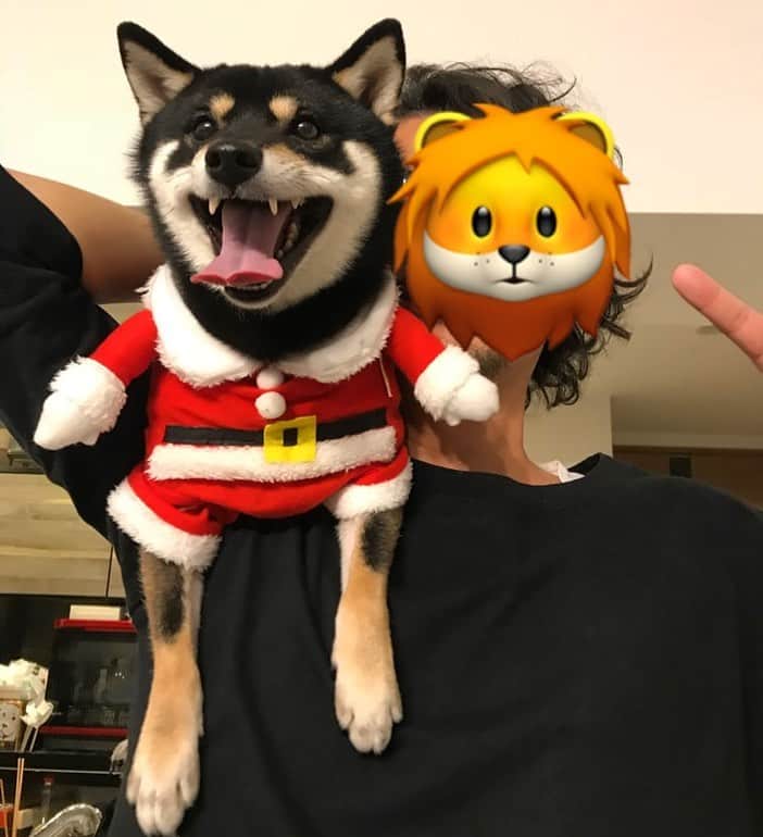 まめ丸のインスタグラム：「* * クリスマス🎅🎄まで カウントダウンはじまったねー🐶💓 * #パパの肩の上のサンタさん #肩乗りサンタ * #柴犬#豆柴#柴#黒柴#犬#ふわもこ部#まめ丸二足歩行#shiba#shibainu#shibastagram#shibadog#puppy#instadog#dogstagram#dog#pet#petstagram#worldofcutepets#dailyfluff#weeklyfluff#christmas#santa#クリスマス#サンタ#まめ丸サンタ」