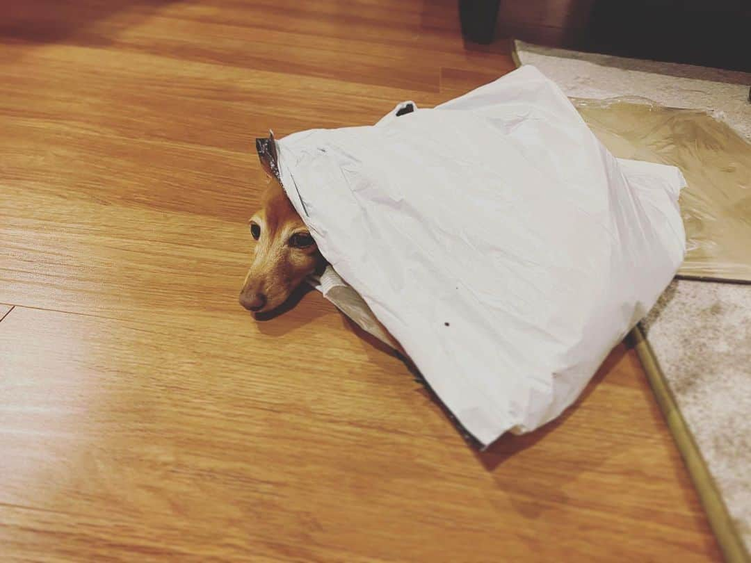 小林夏子のインスタグラム：「落ち着くらしい♨︎  #dog #kaninchendachshund  #chill #delivery  #nighttime #cute #healing #idontnowhy  #wrapped #confortable  #floorheating #warming #days #december  #love #life #thanks」