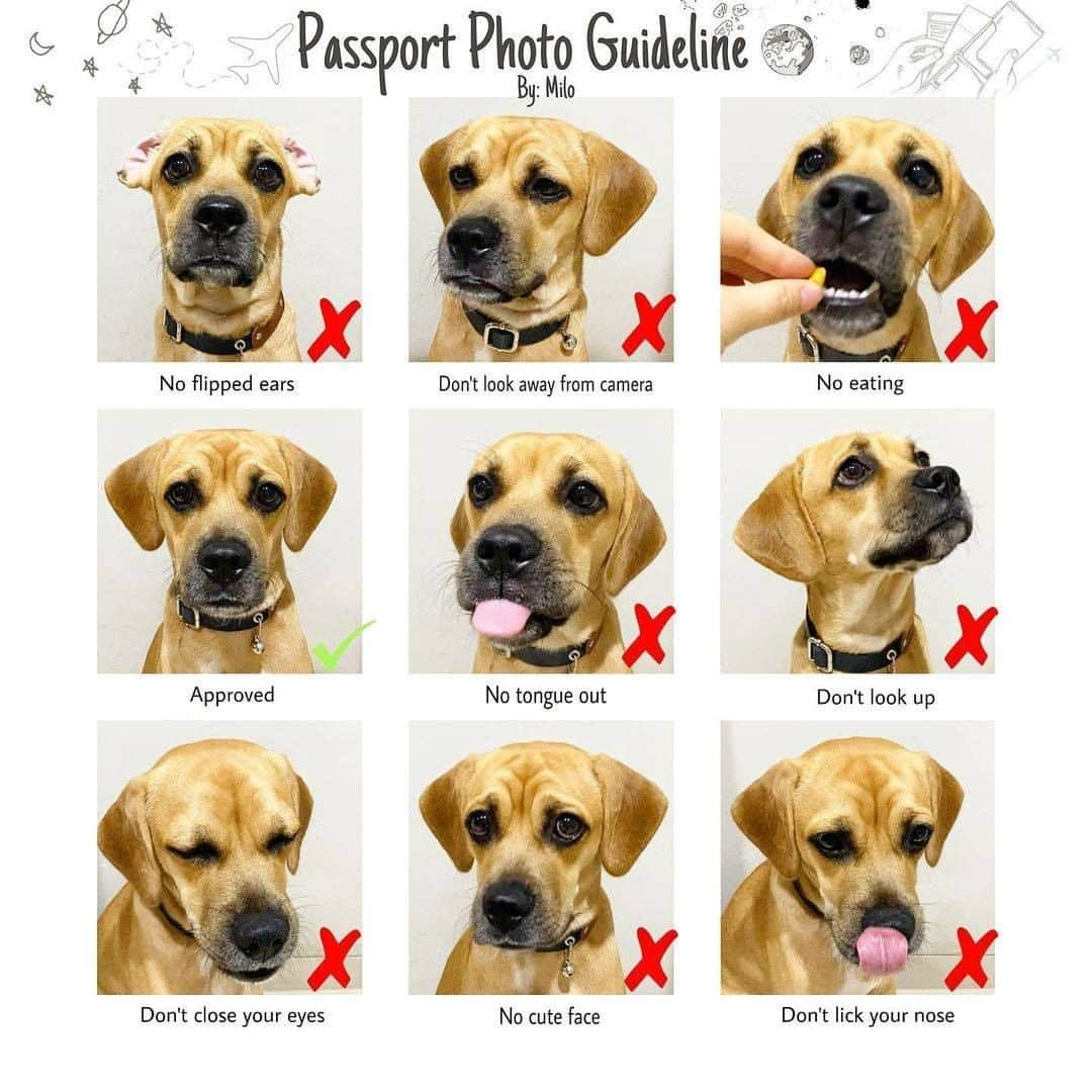 8crapさんのインスタグラム写真 - (8crapInstagram)「A pawper passport photo guide - 📷 @thepuggle.milo - Want to get featured like him? Join “The Barked Club” on FACEBOOK and post something now! 👉 barked.com - #TheBarkedClub #barked #dog #doggo #PugMix #BeagleMix」12月16日 1時00分 - barked