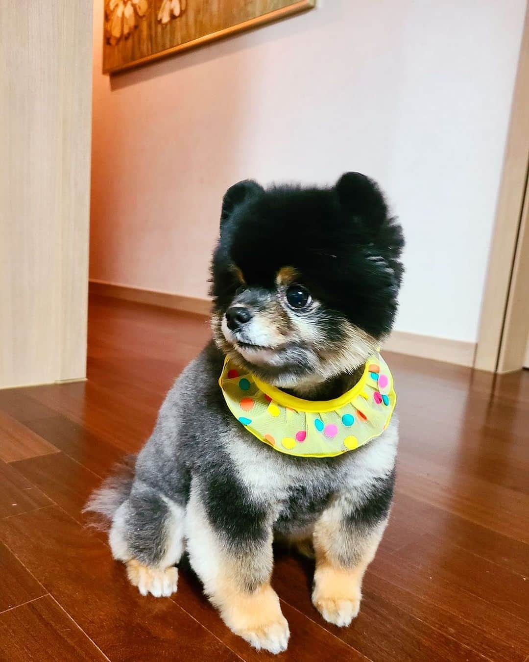 リジ さんのインスタグラム写真 - (リジ Instagram)「엄마가 보내준 울 짜장이 미용사진🥰」12月16日 1時06分 - luvlyzzy