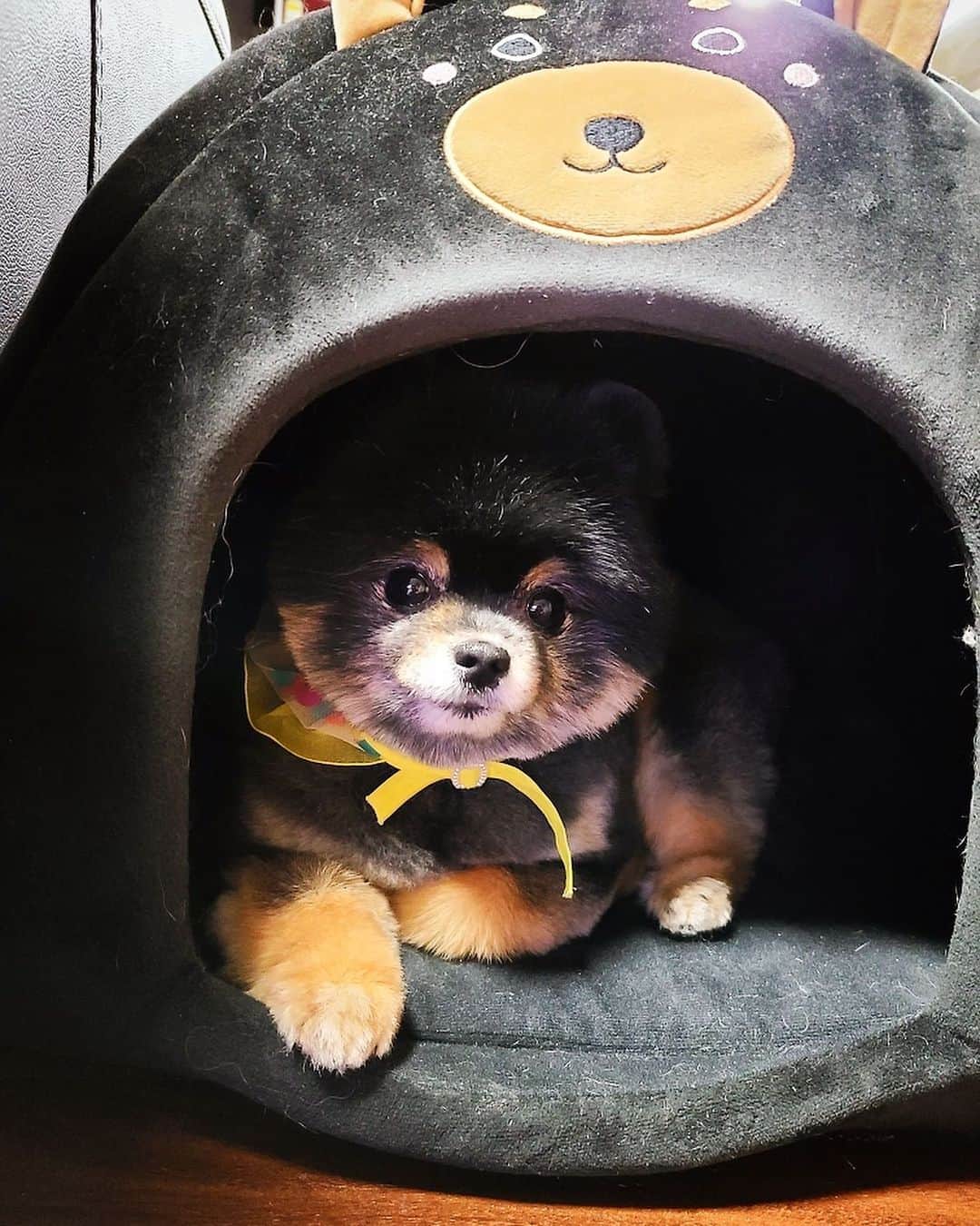 リジ のインスタグラム：「엄마가 보내준 울 짜장이 미용사진🥰」
