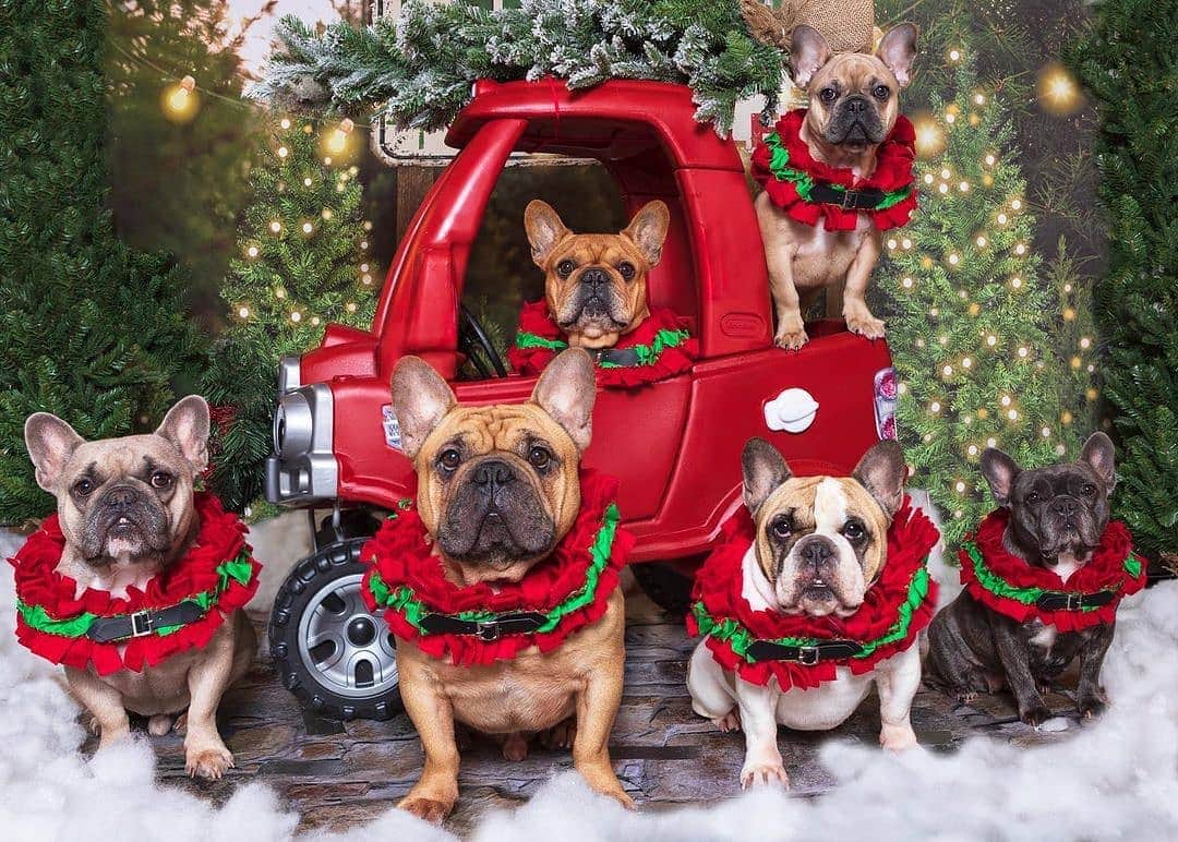 French Bulldogさんのインスタグラム写真 - (French BulldogInstagram)「We went Christmas 🎄 shopping today. @cruzthefrenchie . . . . . #frenchbull #frenchbulldogs #frenchie #bullypics #bulldogs #frenchbulldoglife #法国斗牛犬 #frenchbulldogpuppy #frenchyfanatics #frenchielovers #frenchielove #buhistagram #frenchielife #frenchbulldogsofinstagram #franskbulldog #frenchiebulldog #frenchiephotos #buhigram #frenchbulldog #frenchiegram #bullys」12月16日 1時14分 - frenchie.world