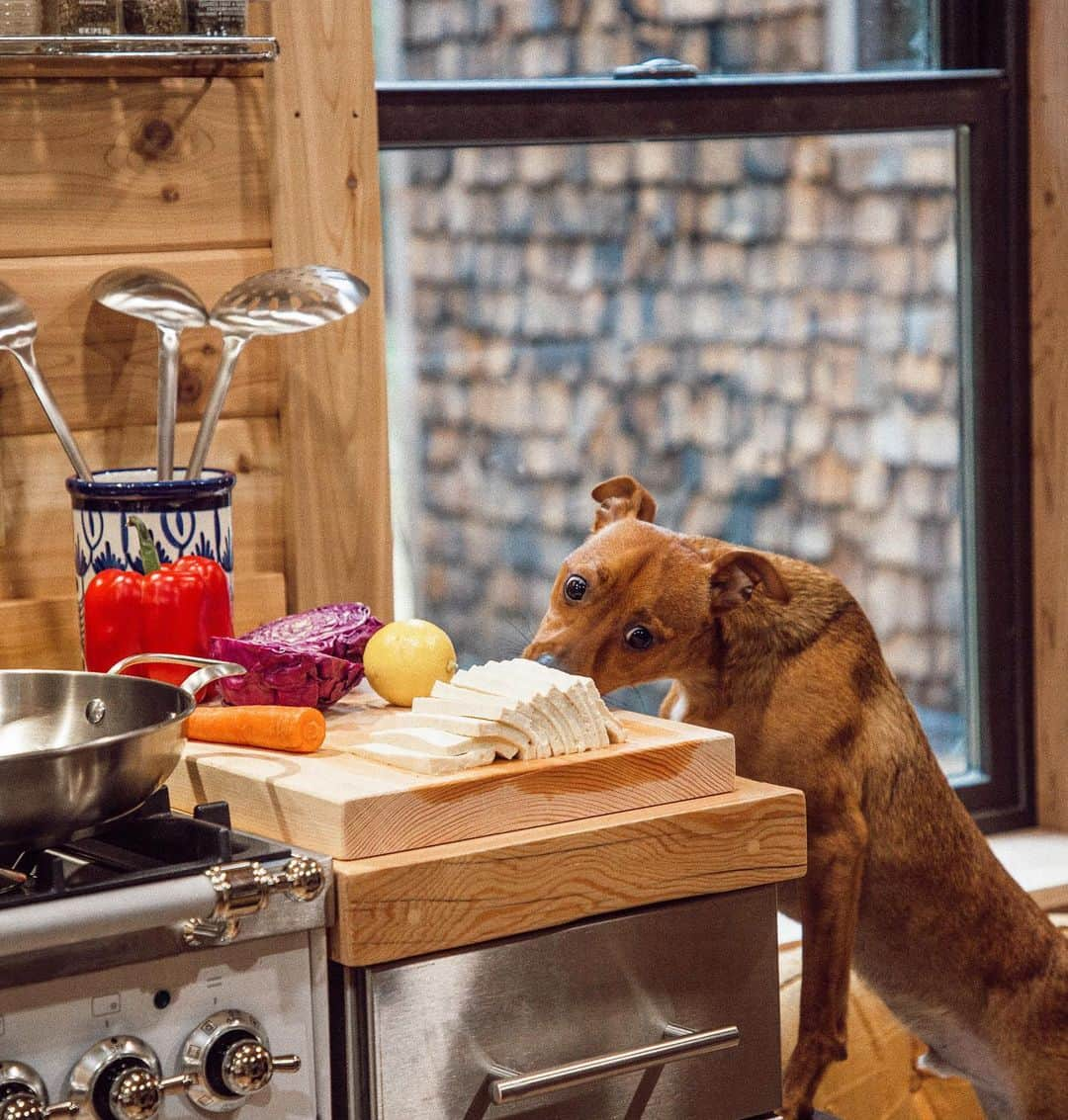 サラ・ジーン・アンダーウッドさんのインスタグラム写真 - (サラ・ジーン・アンダーウッドInstagram)「Cooking dinner in our new “Castle Cabin”! Homer kept stealing all the food (swipe) so I had to hold the naughty boy!! The kitchen is almost done, can’t wait to share more of it soon! . Cabin by @jacobwitzling & @saraunderwood . #cabinlife #cabin #adoptdontshop #dogsofinstagram #kitchendesign #kitchen #stainlesssteelkitchen」12月16日 10時58分 - saraunderwood