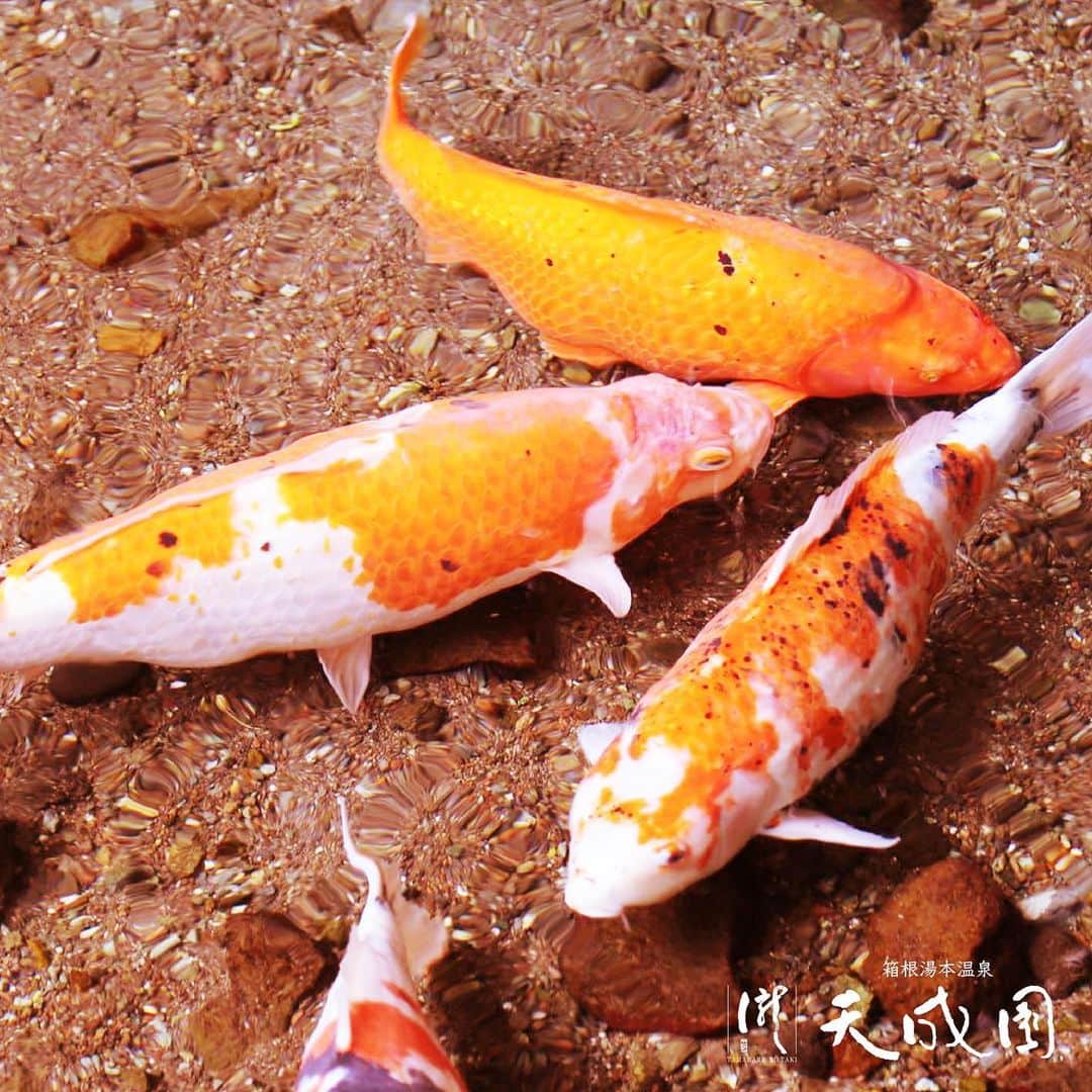 【公式】箱根湯本温泉 天成園のインスタグラム