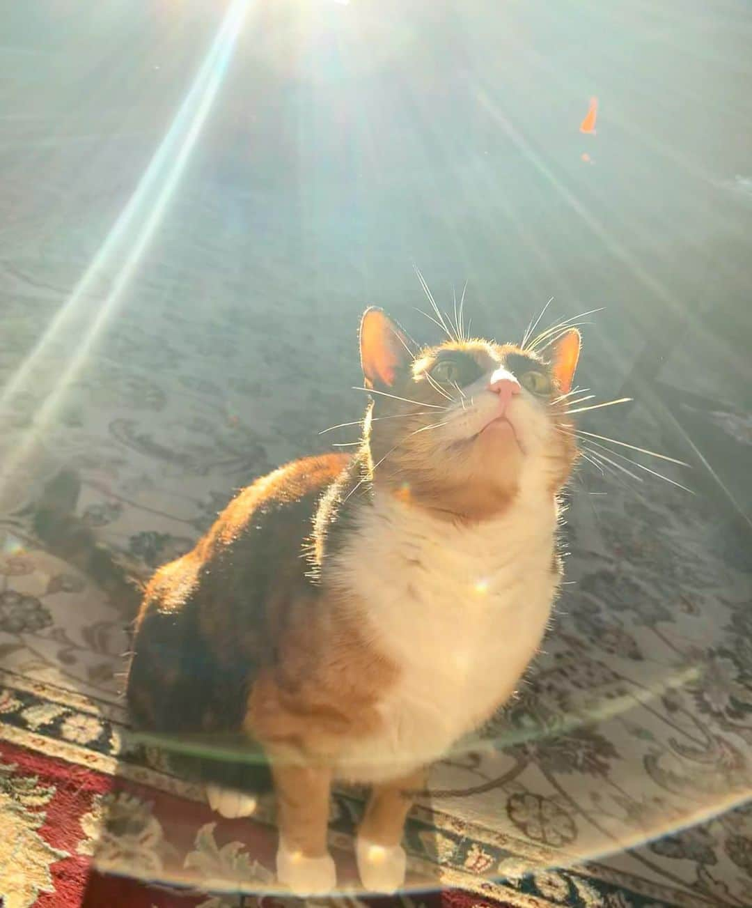 リリーさんのインスタグラム写真 - (リリーInstagram)「Sending Santa positive vibes for some catnip this Christmas! . . . #lillycrazyeyes #mood #catsofinstagram #9gag #calico #instacat #meowstagram #meow #meowdel #instacalico #calico #christmasdecor #christmaslights #crazyeyes #sassy #notimpressed #eyes #christmas #christmastree #meowdel #lights #christmas2020 #catnip #santa #santaclaus」12月16日 11時10分 - lilly_crazyeyes