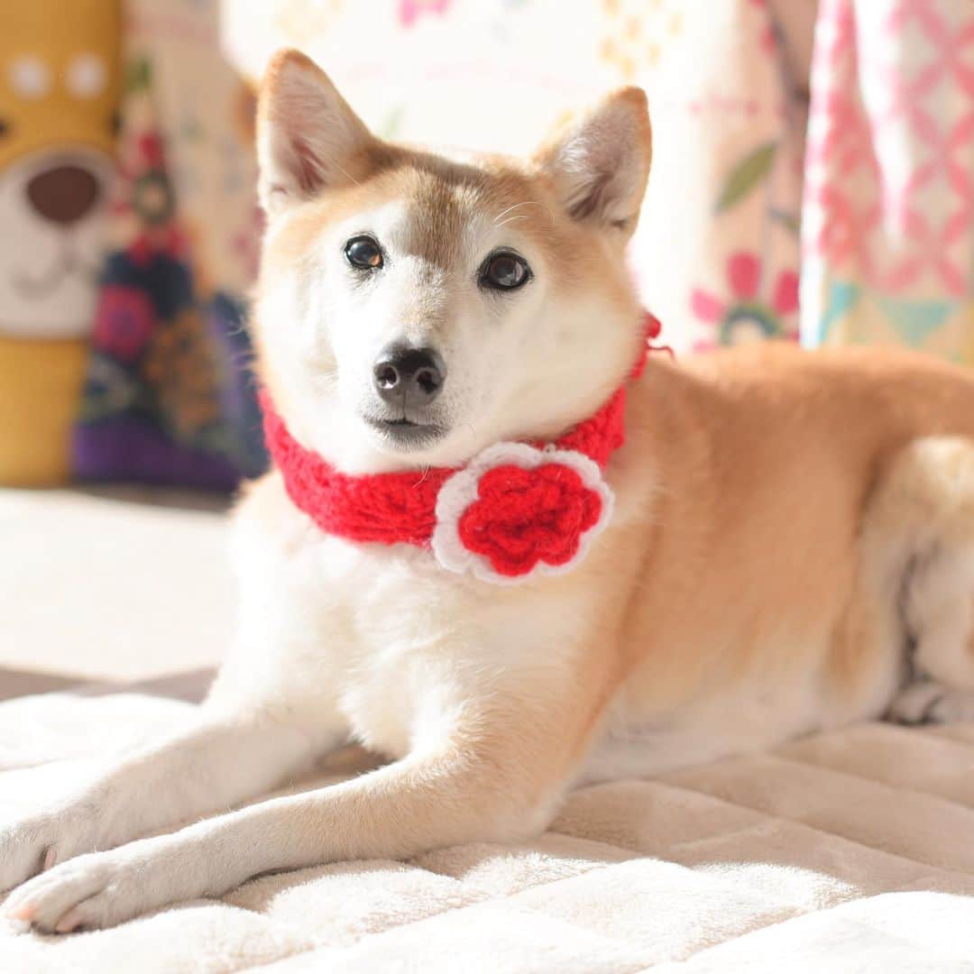 meekooのインスタグラム：「ひだまりの天使ちゃん😍 りんごさんは可愛さマシマシで元気にしています🍎 病気のことで沢山の方に応援していただきました。本当にありがとうございました🙏💝 2020.12.15」