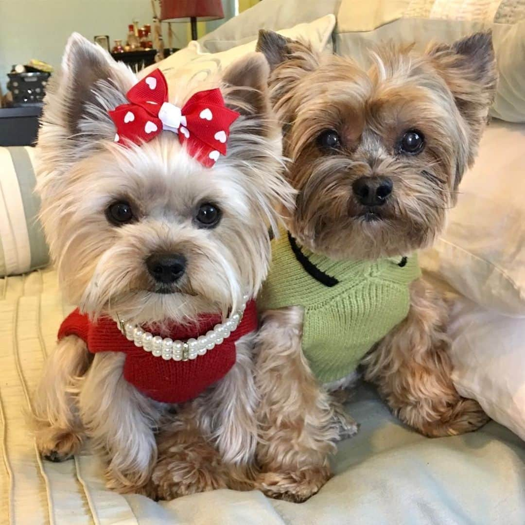 さんのインスタグラム写真 - (Instagram)「Allie 💭 Mommy loves this pic of me and Oliver! 😍♥️🥰 Mommy thinks Oliver is giving her signs that he is around/visiting by changing the background colors of mommy’s phone every night! 😳🤔🤨🥺♥️🥰❌⭕️ #WemissYou #TBT #OnlyMemoriesNow #💔」12月16日 3時23分 - happyyorkiefamily