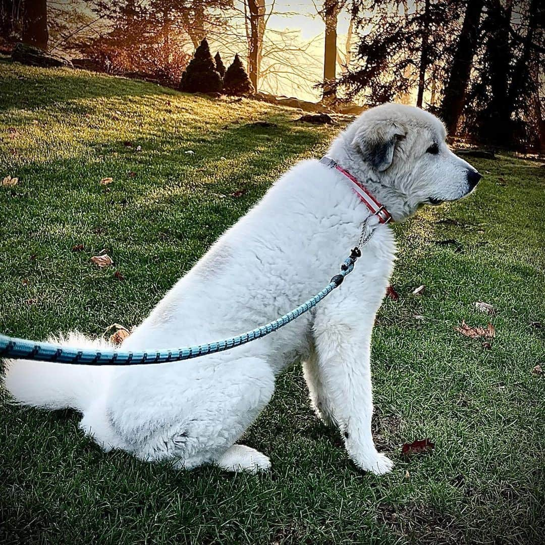 ロン・ハワードのインスタグラム：「our #greatpyrenees Puddin’ looked like she really needed a minute to think things over this morning, didn’t she?」