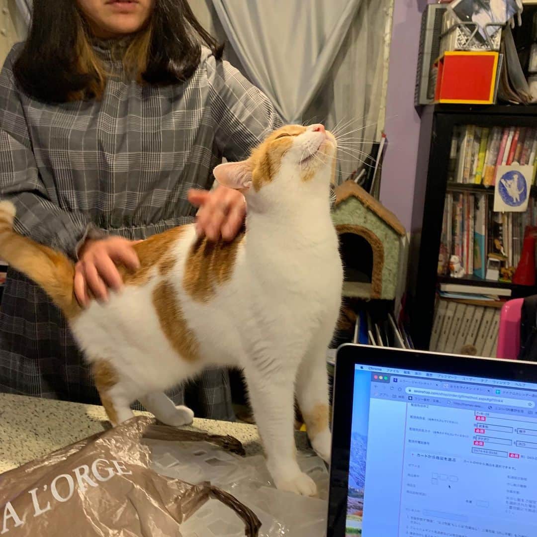Kachimo Yoshimatsuさんのインスタグラム写真 - (Kachimo YoshimatsuInstagram)「次女のチーに腰ポンされて挙動不審。 #うちの猫ら #猫 #ねこ #cat #ネコ #catstagram #oinari #ネコ部 http://kachimo.exblog.jp」12月16日 3時51分 - kachimo