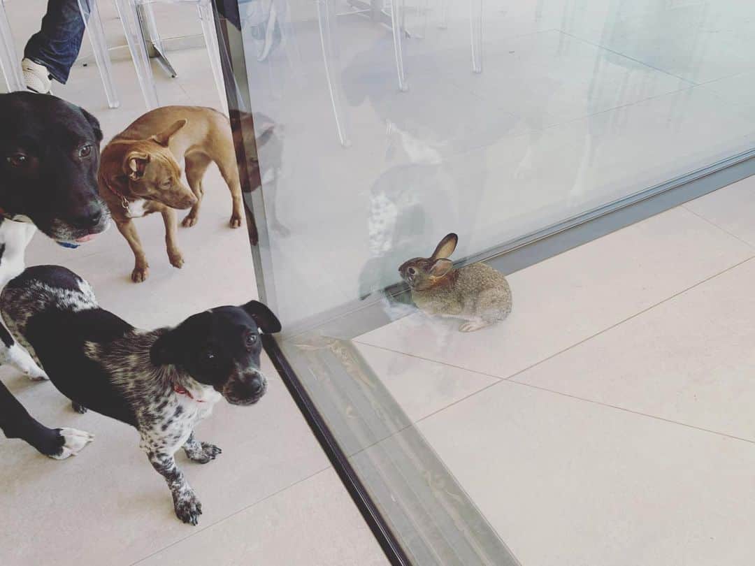 キャシー・グリフィンのインスタグラム：「So this happened. Had to lock the dogs in. The rabbit hung out there for about 15 minutes, before the rabbit hopped away. 🤷‍♀️」