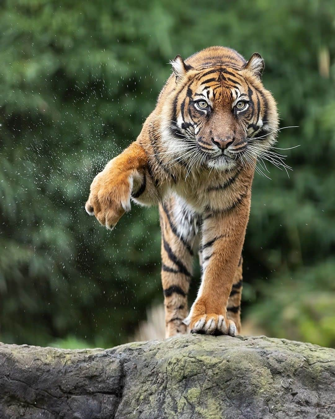 Discoveryさんのインスタグラム写真 - (DiscoveryInstagram)「Shake it off.🐯  Caption + Photo: Patrick van Bakkum (@patrickvb75)  #TigerTuesday #tiger #bigcatsofinstagram #naturelovers #wildlife_perfection #shakeitup」12月16日 3時51分 - discovery