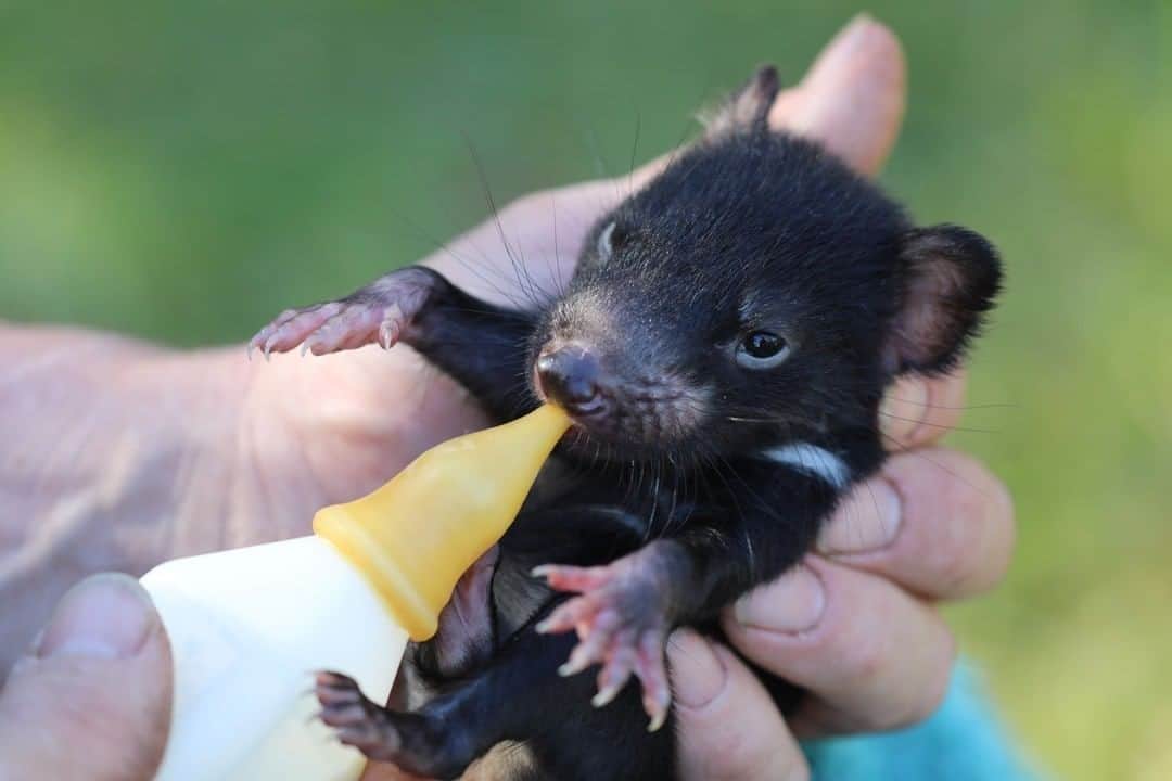 Australiaさんのインスタグラム写真 - (AustraliaInstagram)「Delivering today's dose of cuteness directly to your feed - you're welcome! 🤗 Hands up if you wouldn’t mind trading places with @aussieark to hand-feed this teeny #TasmanianDevil his breakfast? This little guy is in the safe hands of #AussieArk, a wildlife sanctuary in @visitnsw’s @barringtoncoast dedicated to saving endangered native animals. They are on a mission to reintroduce the species to mainland Australia for the first time in 3000 years. Want to get up close to these fascinating creatures? @aussieark operate tours bi-monthly throughout the year and depending on when you visit, you might even get the chance to hold and interact with a devil joey. Yes, please!! #seeaustralia #NewSouthWales #LoveNSW #ilovesydney #DiscoverTasmania #holidayherethisyear」12月16日 4時00分 - australia