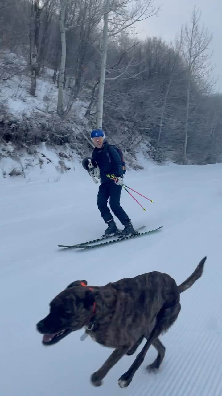 リンゼイ・ボンのインスタグラム：「Always by my side ❤️🐕🐶🐾」