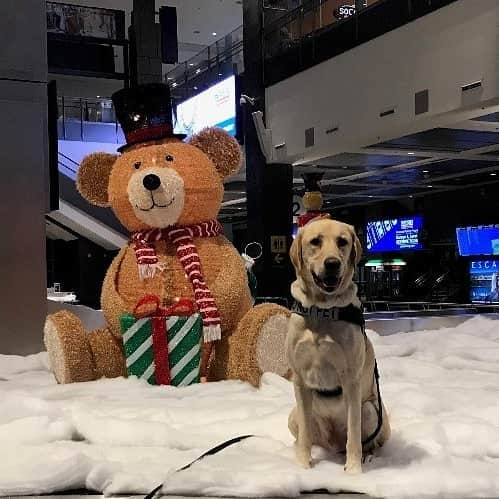 アメリカ運輸保安局さんのインスタグラム写真 - (アメリカ運輸保安局Instagram)「This Buddy from Austin–Bergstrom International Airport (AUS) is no elf but he still wants to help you find your dad if you’re headed to New York!    Smiling is our favorite whenever we see one of our canines hard at work. TSA canines play a critical role in ensuring the safety and security of the traveling public and need to stay focused and avoid any distractions. So no, they don’t need a hug…Please don’t pet!    There’s room for everyone on the nice list so avoid feeling like a cotton headed ninny mugging next time you fly by making sure you have all the information you need! Our team at AskTSA knows it’s not good to cram cookies in the VCR and that maple syrup with spaghetti for breakfast may not be the best choice. You can find them on Twitter or Facebook 7 days a week to answer any of your travel questions! Just don’t be surprised if they ask you your favorite color!  ⠀ #airportdogs #dogloversclub #workingdogs  #dontpet #dogsfordays #k9training #dogoftheday #TravelLife #TSAK9」12月16日 5時07分 - tsa