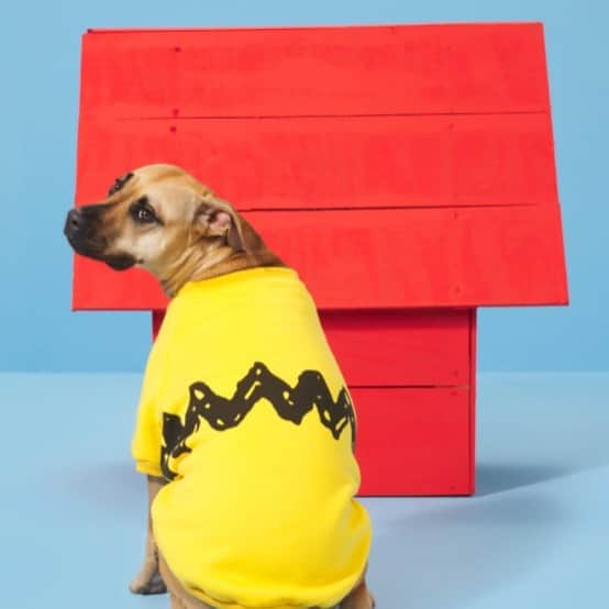 BarkBoxさんのインスタグラム写真 - (BarkBoxInstagram)「Wait for it... YOU ASKED, AND WE DID THE THING! The Charlie Brown sweater AND Hedge on a Ledge are available to add to your next box! Bring the love (and chaos) home! 🥰」12月16日 5時12分 - barkbox