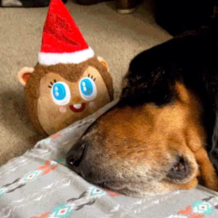 BarkBoxのインスタグラム：「Wait for it... YOU ASKED, AND WE DID THE THING! The Charlie Brown sweater AND Hedge on a Ledge are available to add to your next box! Bring the love (and chaos) home! 🥰」