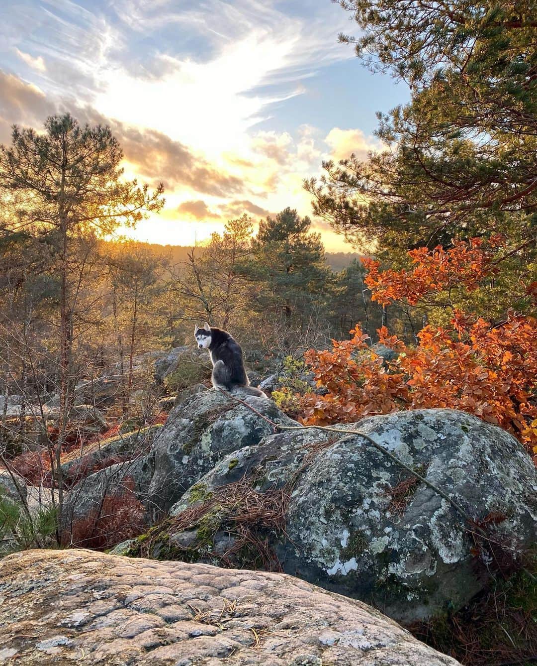 キャロライン・シノのインスタグラム：「Les 🐺et 🧗🏻‍♀️sont de retour en forêt☺️  Un beau couché de soleil depuis Apremont pour les @girlsinbleau qui n’ont pas vu la forêt depuis un moment!! @crimpoilofficial #climbmassage #recoverfaster」