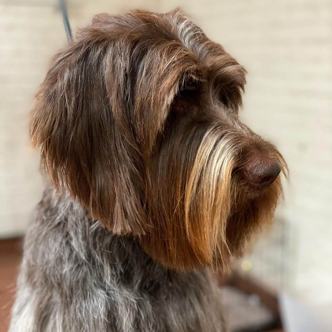 Dogs by Ginaのインスタグラム：「Royal - #wirehairedpointinggriffon   I am so excited for Royals’ family! They are opening a bakery @westwonbread in Napa. They are a young local family and the passion they have for their community is aspiring. Kyle’s bread recipes come from his grandmother and the name from his grandfather. Its so beautiful to see them achieve their dream as a family. I cannot wait to see their work come together at the new @westwonbread ! Please give them a follow and check them out on your next Napa vaca ❤️」