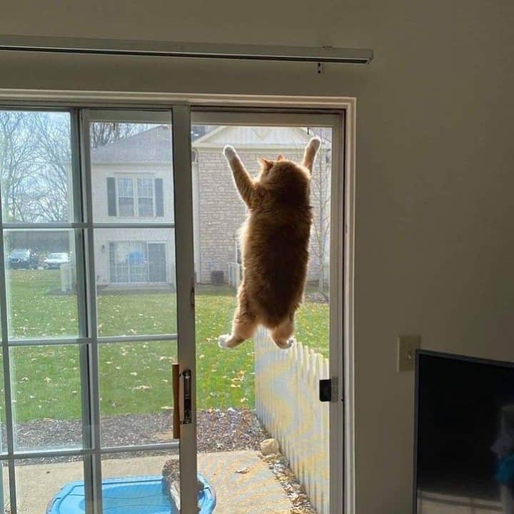 Aww Clubさんのインスタグラム写真 - (Aww ClubInstagram)「Me waiting on the pizza delivery⠀ ⠀ #meowed #CHONK #delivery #spidercat」12月16日 6時00分 - meowed