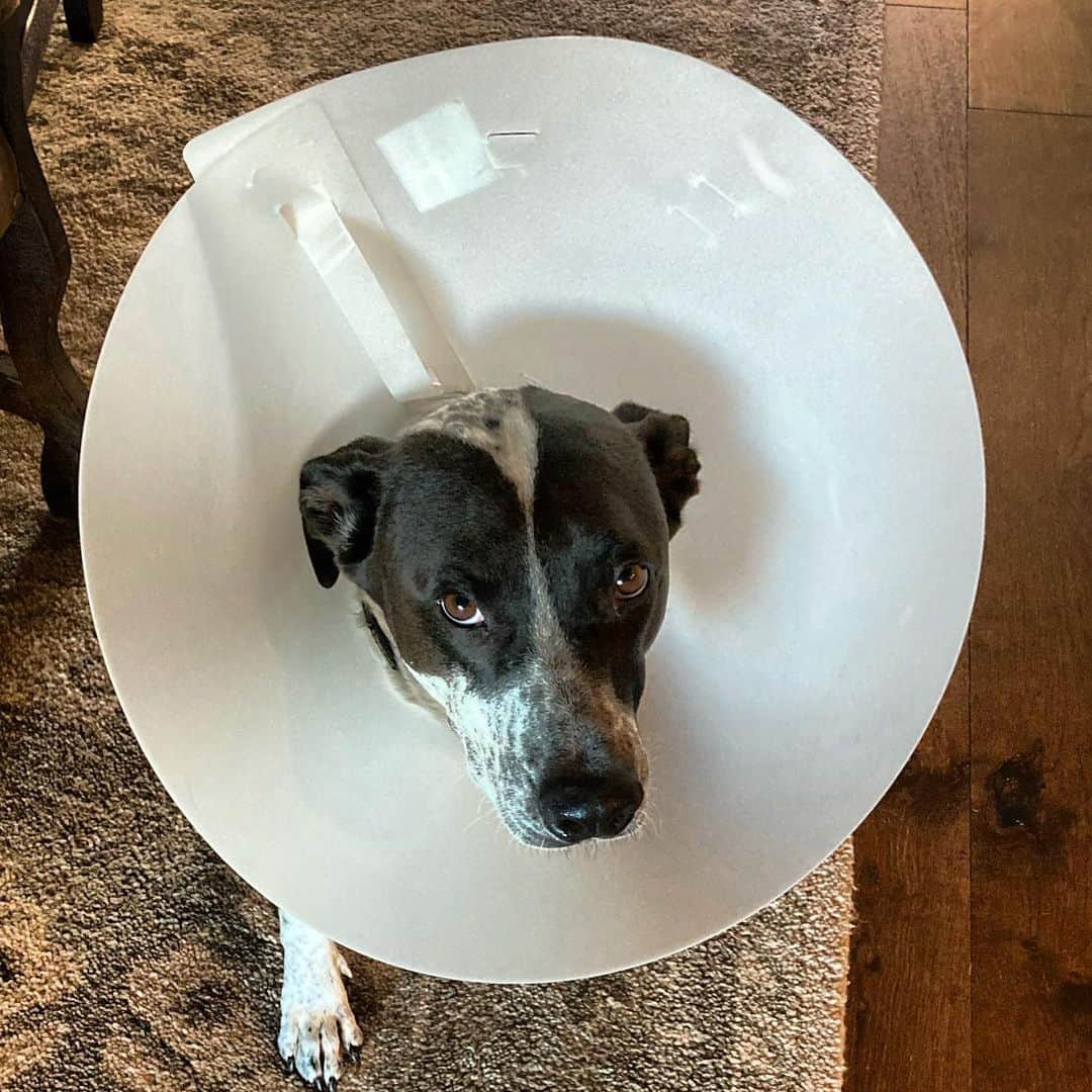 トニー・バーネットのインスタグラム：「“Not happy Bob....not...Happy.”   #coneofshame」