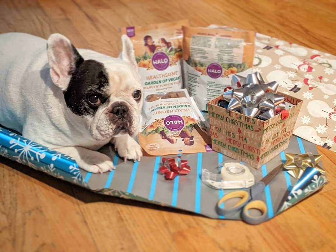 Manny The Frenchieのインスタグラム：「Christmas is almost here, time to start wrapping my gifts! Even though these peanut & pumpkin treats are one of my favorite snacks, tis the season for sharing. 🎁🎄 @halopets」