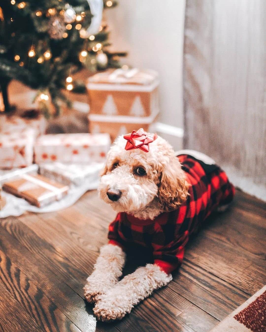 T.J.マックスのインスタグラム：「Sitting under the tree to remind everyone that I am the gift, don’t forget to buy me some treats and toys at T.J.Maxx😉! (📷: @osito_pup_wonder)」