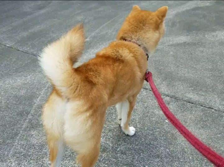 柴犬たま Shibainu Tamaのインスタグラム