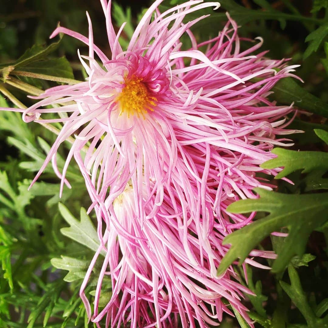 のインスタグラム：「MORE MUMS ARE HERE #GASOLINEGARDEN #ILOVEGARDENS #GARDENSRULE #GARDENCHURCH #GARDENPARTY #GARDENMAGIC #AVANTGARDEN #GARDENS #GARDENGANGSTER #GARDEN #GRADENLIFE #GARDENER #GARDENTIME  #GARDENING #VEGETABLEGARDEN #FLOWERS #SUCCULENTS  #PLANTS  #CACTUS #AYEARINFLOWERS  #shadowhills  #THANKYOU  @gasolineglamour  #GASOLINEGLAMOUR #PLANTSOMESHIT  #GROWSOMESHIT  @kingsmums  #kingsmums」