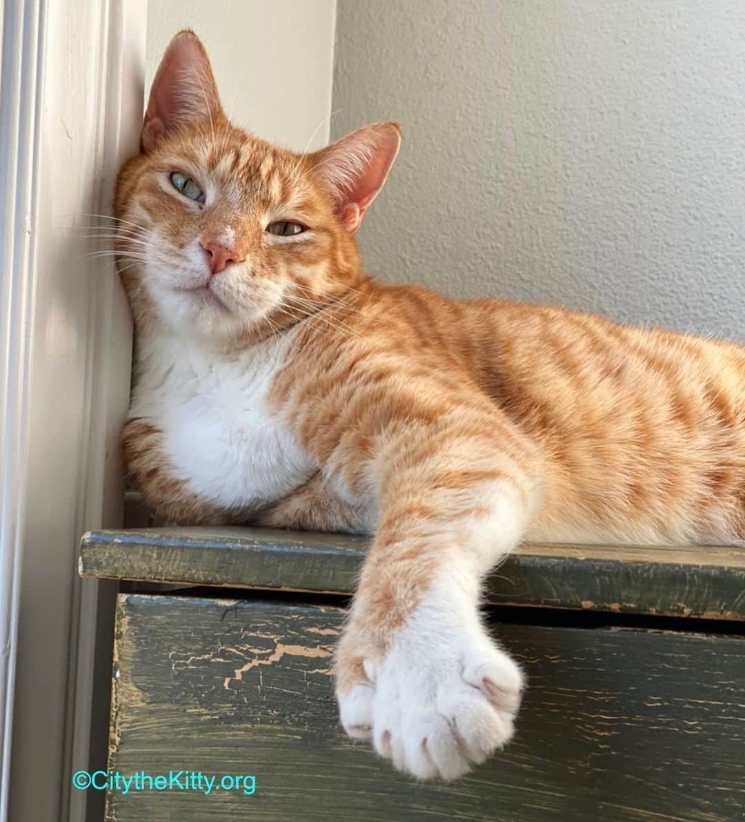 City the Kittyのインスタグラム：「Hey.  How are you?  #staywell #lazycat」
